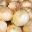 Close-up of freshly harvested Walla Walla onions in a pile, their pale golden-tan papery skins showing fine vertical striations and glossy highlights.