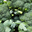 Close-up of freshly harvested broccoli heads showing tightly packed dark green florets, cut stems and surrounding leafy greens stacked together.