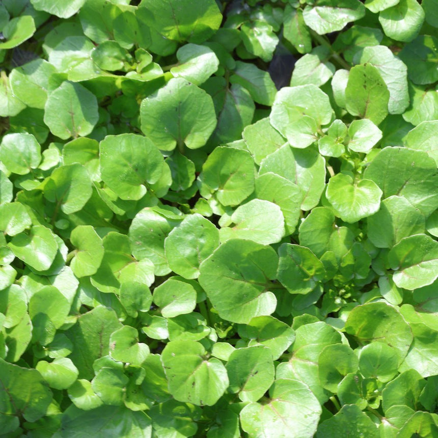 Close-up of dense watercress foliage, showing rounded bright green leaves with fine red-tinged veins, forming a lush, sunlit ground cover.