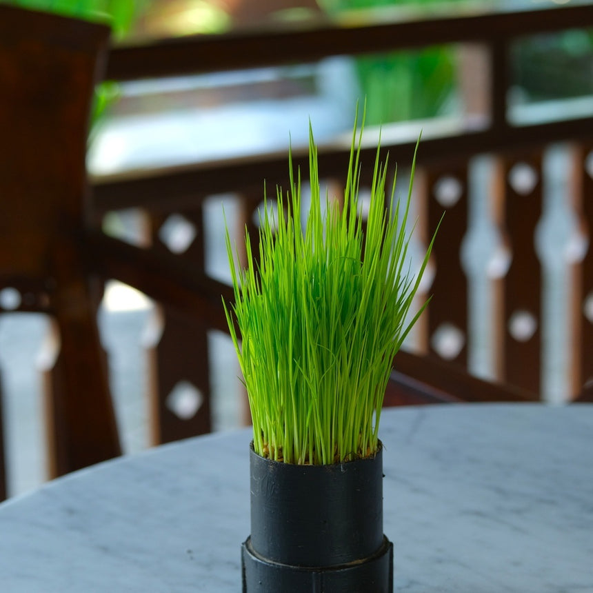 Vibrant green wheatgrass growing densely in a black planter pot on a marble tabletop for Wheatgrass Juice Seeds.