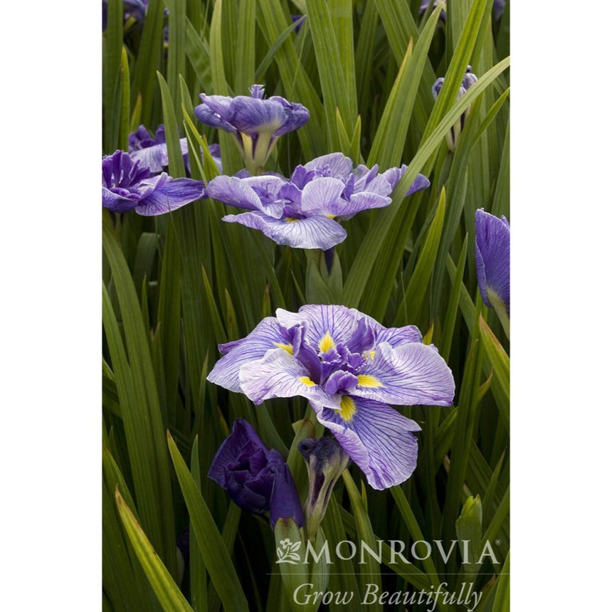 Butterflies in Flight Japanese iris blooms with ruffled violet-veined petals and yellow throat markings, opening amid tall green sword-like foliage, with a Monrovia logo watermark in the corner.
