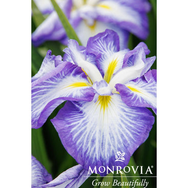 Close-up of a Cascade Spice Japanese iris bloom with ruffled purple-edged petals fading into white centers streaked with fine violet veining and a yellow throat, set against blurred green foliage, with the Monrovia "Grow Beautifully" logo overlaid at bottom.