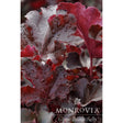 Close-up of Balboa Sunset heuchera foliage showing deep wine-red, ruffled leaves with a silvery-frosted overlay and scattered water droplets, with a Monrovia "Grow Beautifully" logo overlaid at the bottom.