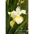 A pale yellow Butter & Sugar Siberian iris bloom with delicate veining sits among slender green leaves, a slim dragonfly perched on one upright petal, Monrovia logo watermarked below.