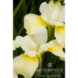 Close-up of Butter & Sugar Siberian iris blooms with creamy white petals veined in soft yellow, set against blurred green foliage, with the Monrovia "Grow Beautifully" logo overlaid at the bottom.
