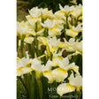 Cluster of Butter & Sugar Siberian iris blooms with creamy white upper petals and yellow-streaked lower petals, growing among slender green foliage, with the Monrovia "Grow Beautifully" logo overlaid at the bottom.