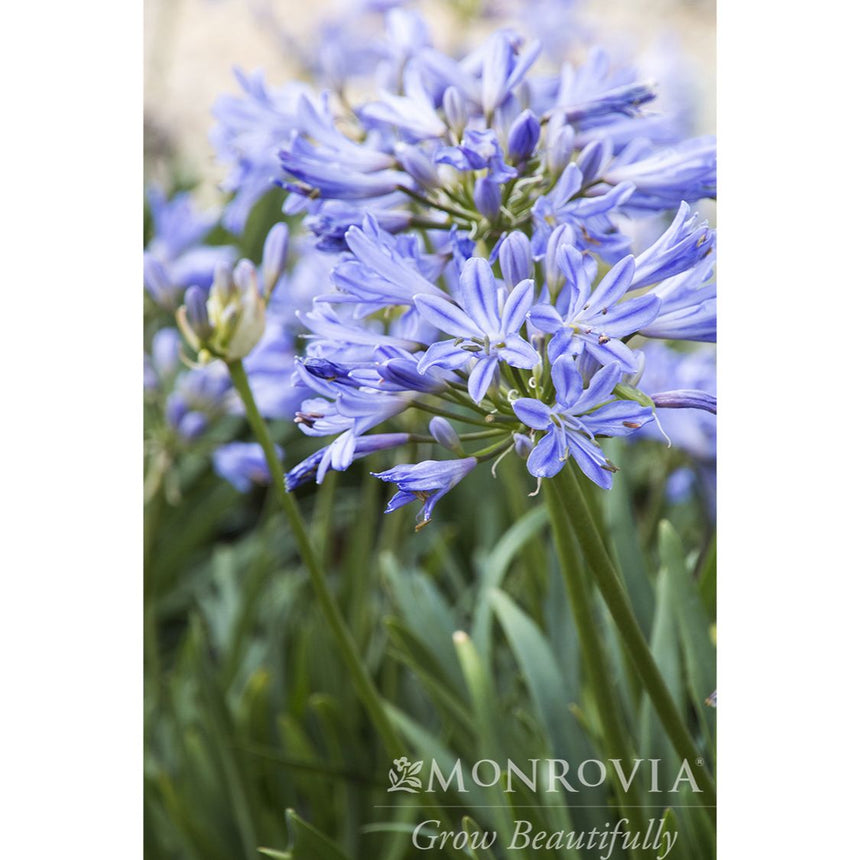 Close-up of Baby Pete agapanthus showing a rounded cluster of trumpet-shaped blue-violet flowers atop a slender stem, rising above strappy green foliage, with a Monrovia watermark in the corner.