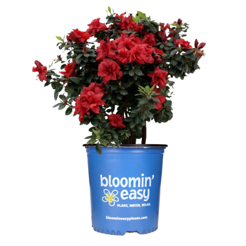 Ever After Ruby azalea shrub covered in ruffled red double blooms and dark green foliage, potted in a blue "bloomin' easy" branded container against a white background.