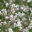 Close-up of white and White Gaura flowers with green stems and leaves.