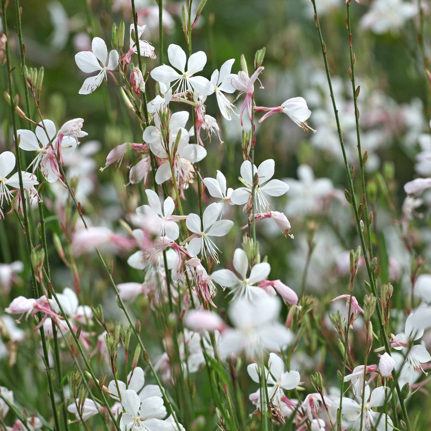 Close-up of white and White Gaura flowers with green stems and leaves.