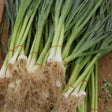 Close-up view of freshly harvested bundles of White Lisbon scallions with roots attached and red rubber bands, displayed on a wooden surface for White Lisbon Bunching/Scallion Onion Seeds.