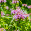 Close-up of pinkish-lavender Wild Bergamot flowers blooming in a garden.
