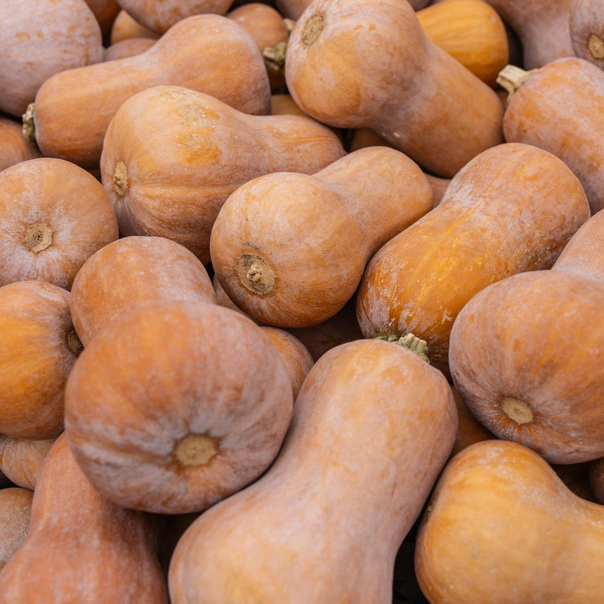 Close-up of harvested honeynut squash piled together, showing their bulbous tan-orange bodies with pale mottled skin and dried woody stems.
