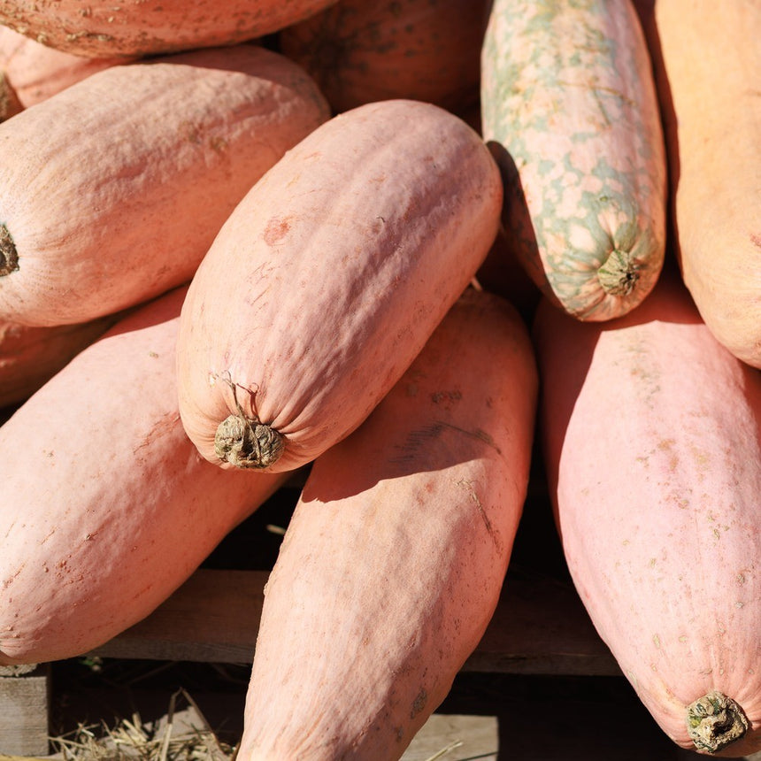 Close-up of harvested Pink Banana winter squash, their long cylindrical fruits with smooth salmon-pink skin and a few pale green mottled specimens, stacked together with dried grass beneath.
