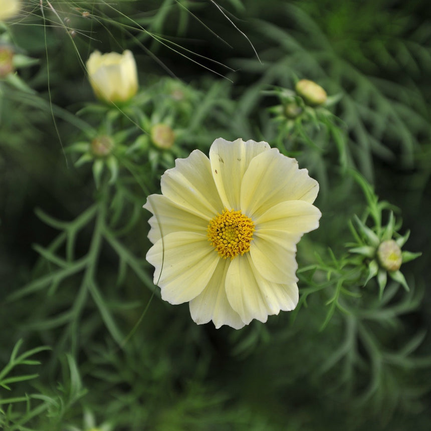 Pale yellow cosmos flower with a golden central disc and slightly ruffled petals, surrounded by feathery green foliage and several unopened buds.