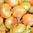 Close-up of freshly harvested Yellow Sweet Spanish Utah onions piled together, showing their papery golden-orange skins, rounded bulbous shapes and dried root tufts.