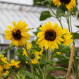 Several branching sunflowers with dark brown centres and bright yellow petals bloom on hairy stems supported by a bamboo cane, with a greenhouse visible in the blurred background.